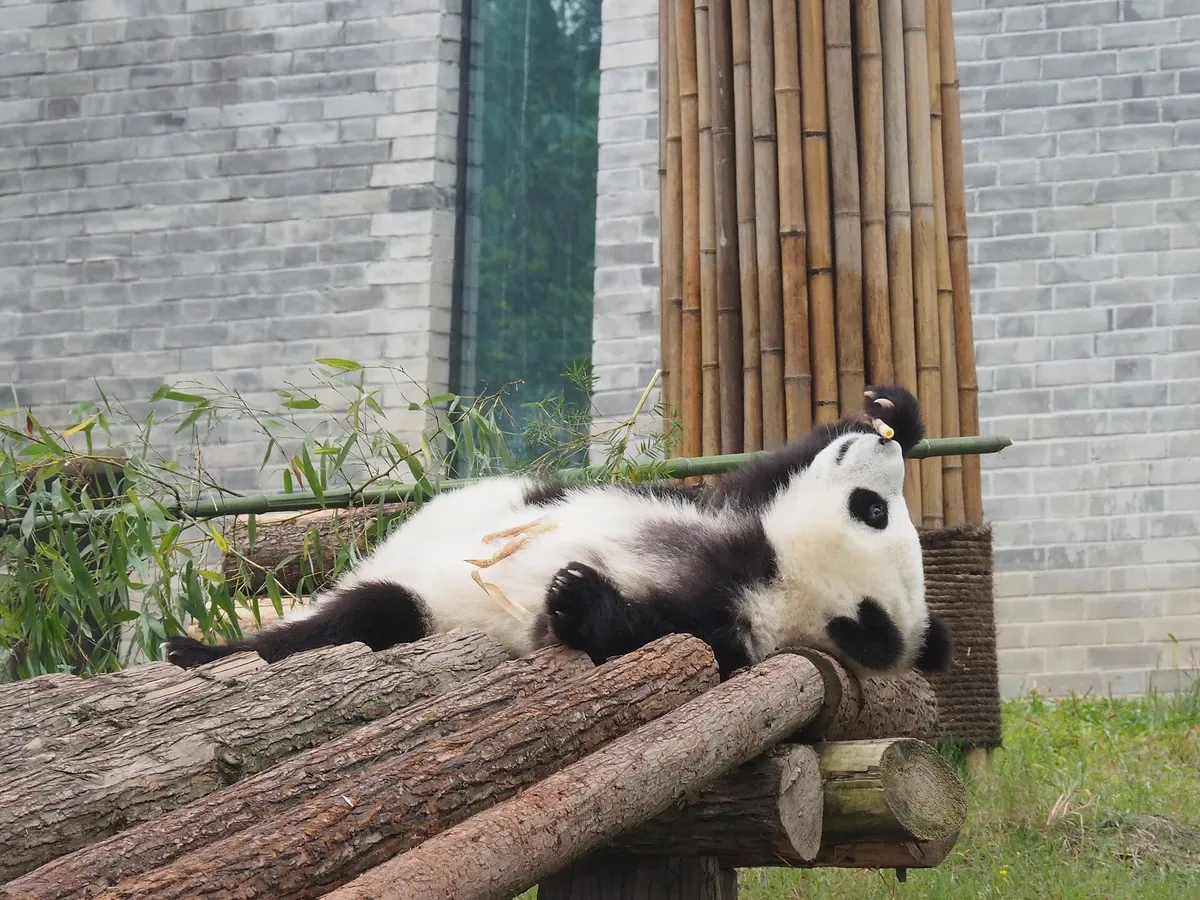 Giant panda eating bamboo at Dujiangyan Panda Base in Sichuan, China