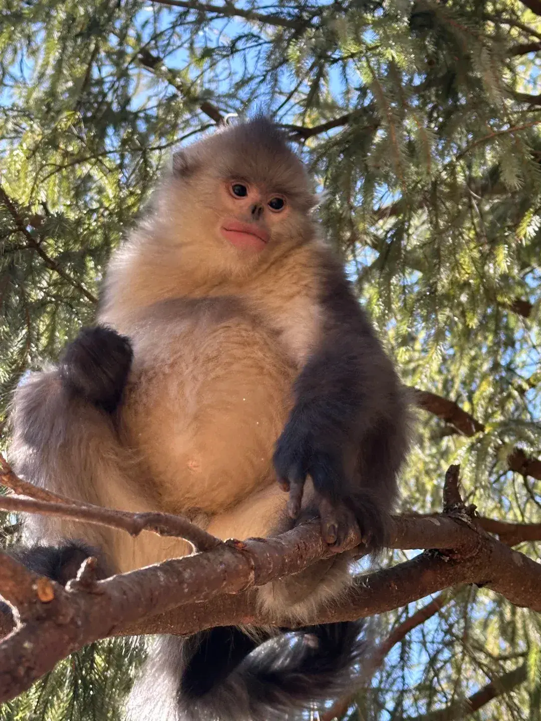 Golden snub-nosed monkey perched in a forest in China